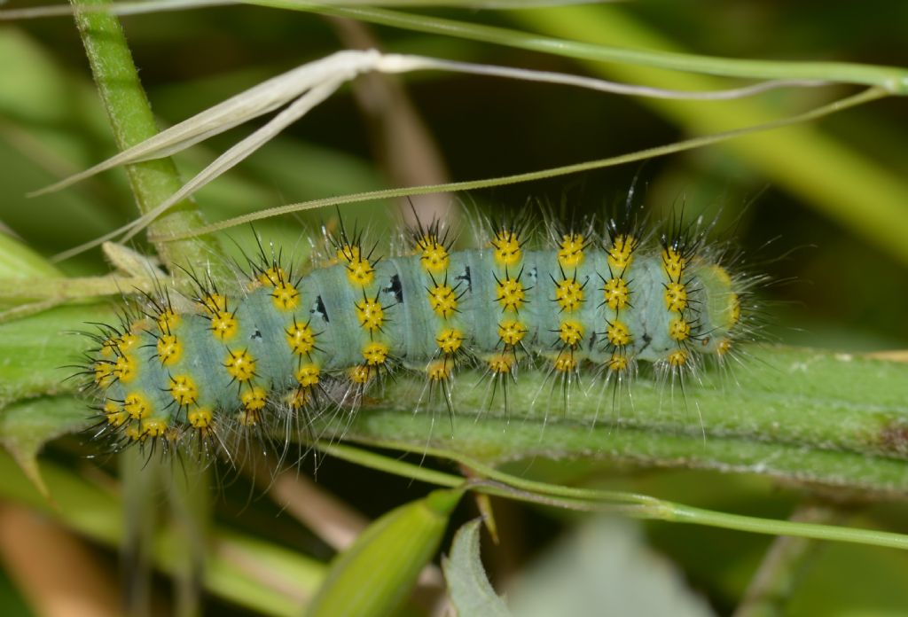 Saturnia (Eudia) pavoniella o Saturnia pavoniella?